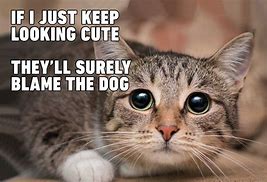 Image result for The Way My Cat Looks at Me Meme
