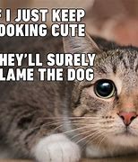 Image result for Cute Cat Meme Pics