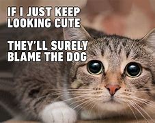 Image result for whatever memes cats
