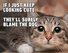 Image result for Funny Cat Memes About Life
