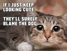 Image result for Cat Funny Pet Memes