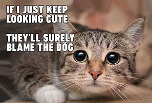 Image result for Hilarious Cat Memes Clean