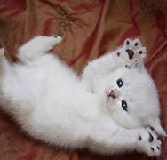 Image result for Small Fluffy White Cat