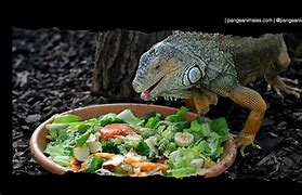 Image result for Que Comen Las Iguanas