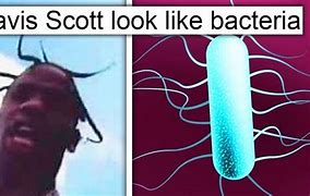 Image result for Bacteria Meme