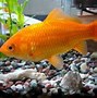 Image result for Types of Goldfish