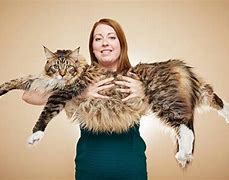 Image result for The Biggest House Cat