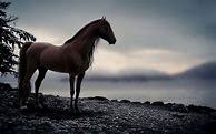 Image result for Aesthetic Animal Wallpaper Horse