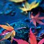 Image result for Fall Colors Phone Wallpaper
