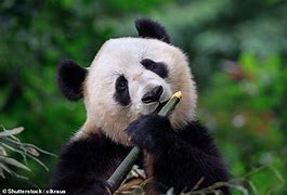 Image result for Panda Bear Roar