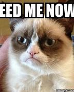 Image result for Cat Feed Me Meme