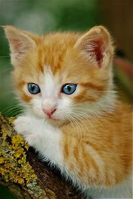 Image result for Cutest Orange Cats
