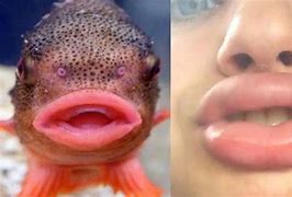 Image result for Fish Lips Person