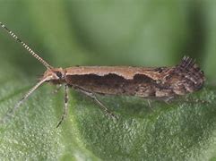 Image result for "diamondback-moth"