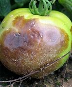 Image result for Rotting Fruit