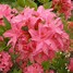Image result for Rhododendron (AK) Homebush