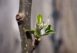 Image result for Apple Tree Buds