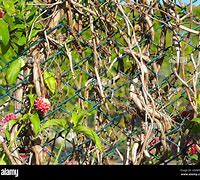 Image result for Vines That Grow On Chain Link Fence