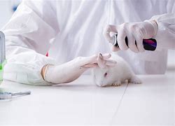 Image result for Animal Testing Photography