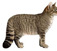 Image result for Biggest Wild Cat
