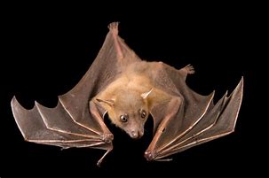 Image result for Lesser Short-Nosed Fruit Bat