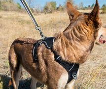 Image result for 7 Point Harness
