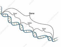Image result for Exons and Introns in DNA