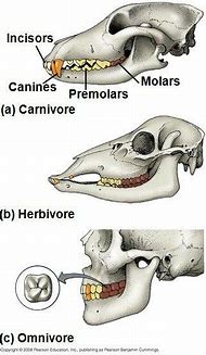 Image result for Herbivore vs Carnivore Teeth Cartoon