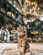 Image result for Turkiye Cats