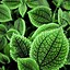 Image result for Plant Wallpaper Desktop Neon