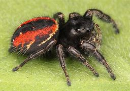 Image result for Spider with Red Oval On Back