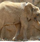 Image result for Elephant in Zoo