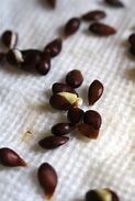 Image result for Apple Tree Seed Sprout
