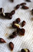 Image result for Apple Tree Seeds