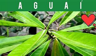 Image result for aguateri