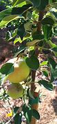 Image result for Dorsett Apple Tree Fully Grown