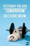 Image result for Gym Cat Meme Poster