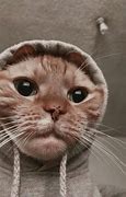 Image result for Cat Mood Pictures