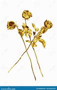 Image result for Long Stem Gold Rose
