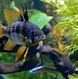 Image result for Blue Knight Ram Fish