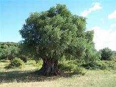 sempreverdi da giardino alberi sempreverdi da giardino alberi sempreverdi per sempreverdi da giardino alberi sempreverdi da giardino alberi sempreverdi per