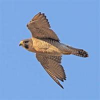 Image result for Falcon Bird Flying