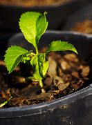 Image result for Baby Apple Tree
