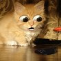 Image result for Funny Laptop Screensavers