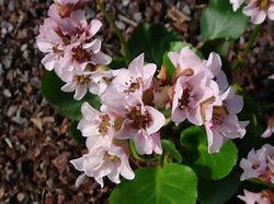 Image result for Bergenia Harzkristall