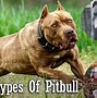 Image result for Red American Pit Bull Terrier