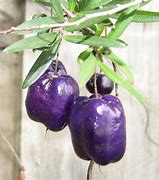 Image result for Purple Apple berry