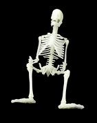 Image result for Skeleton On Bench Meme