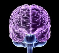 Image result for Minds Brain Photo