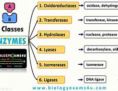 Image result for Classes of Enzymes